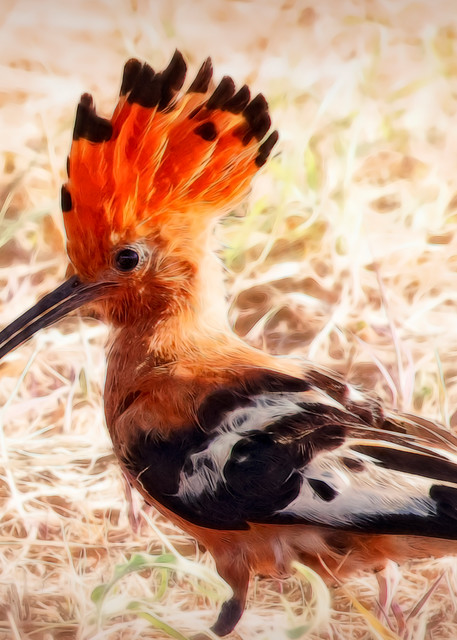 African Hoopoe Bird Art | Images2Impact