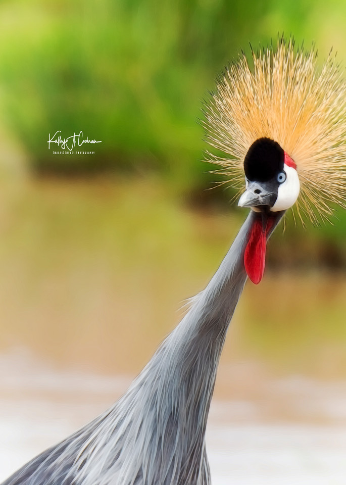 Grey Crested Crane 2 Art | Images2Impact