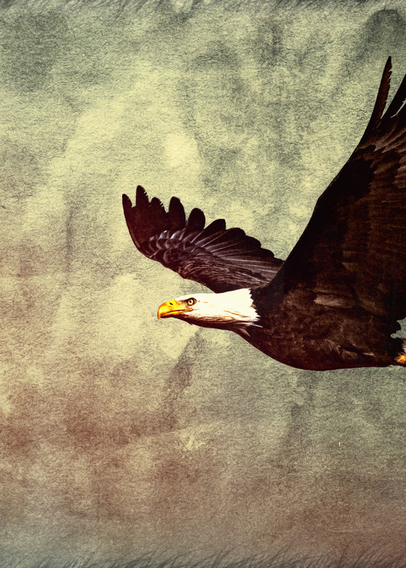 Eagle In Flight Art | Images2Impact