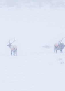 Art photo of bull elk during snowstorm in Colorado's Rockies