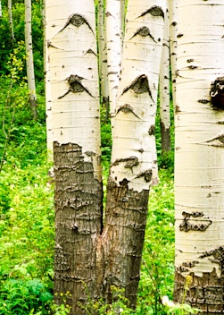 COL-T014  • Aspen Trees, Colorado