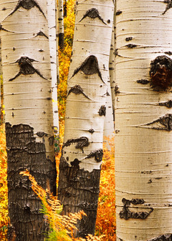 COL-T013  • Aspen Trees, Colorado