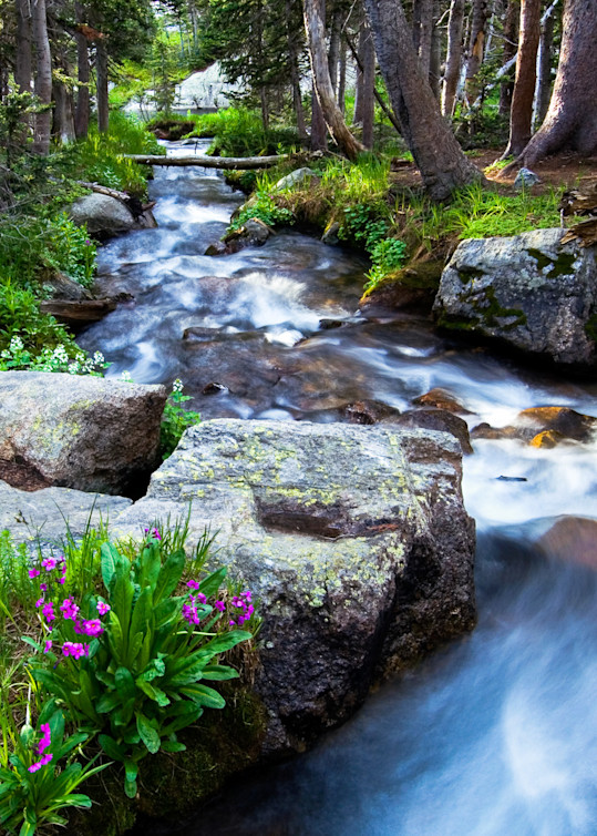Art print of summer stream in the Rocky Mountains by James Frank