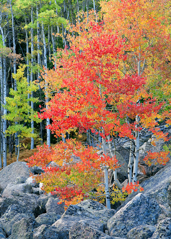 Colorful fall aspen make a perfect art print captured by photographer James Frank