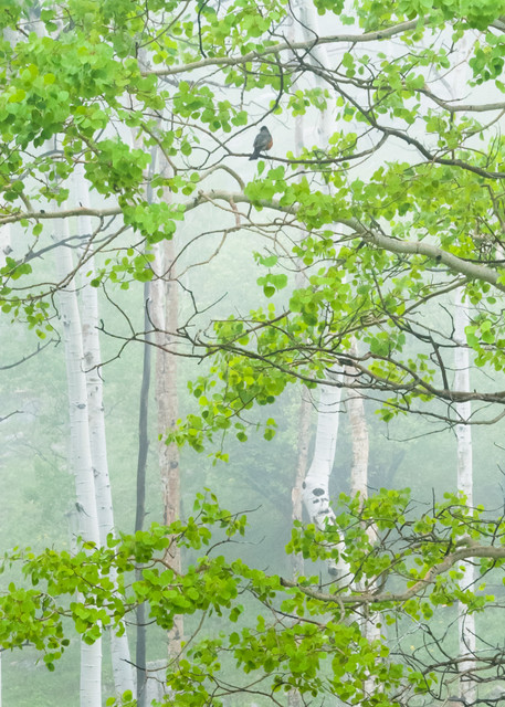 Photo art print of robin perched in spring aspen with rolling mist by James Frank