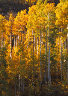 COL-T010 • Colorado Aspen Trees, Fall