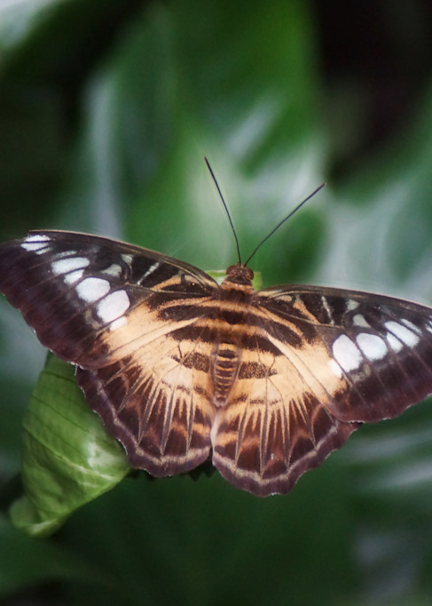 Butterflies - Photography