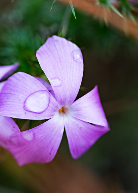 Rain Drop on Purple Wildflower in Topanga State Park Photograph For Sale As Fine Art