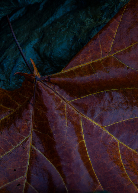 Leaves 2 Photography Art | Sandy Adams Outdoorvizions Photography