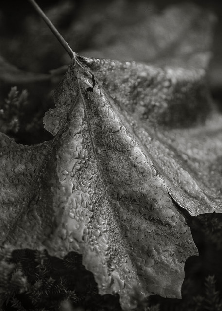 Leaves  80 Photography Art | Sandy Adams Outdoorvizions Photography
