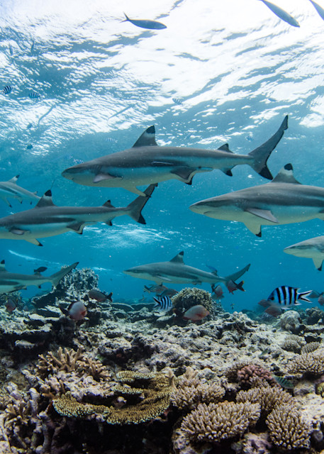 Schooling Blacktip Reef Sharks