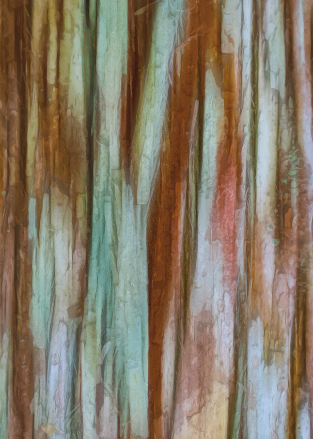 Cypress Bark   Everglades National Park Photography Art | Robert B. Decker - Fine Art | Photography