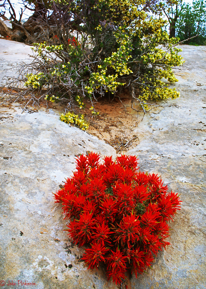 Indian Paintbrush thrives on a rock in Arches National Park, Utah