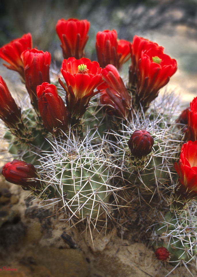 Claret Cup Cactus in blossom