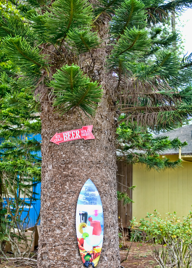 Cook Island Pine on Lanai