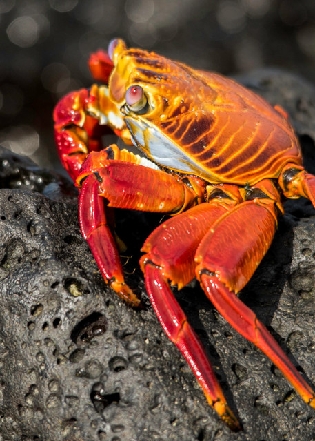 Sally lightfoot crab on rocks