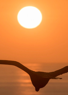 Panorama of Frigate bird at sunset