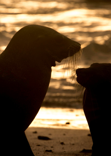 Two silhouetted Sea-lions on beach at sunset