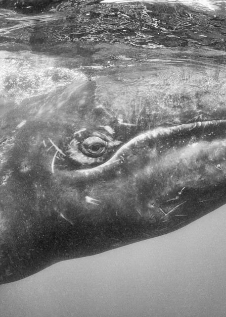 Gray Whale Baby, Guerrero Negro, Mexico