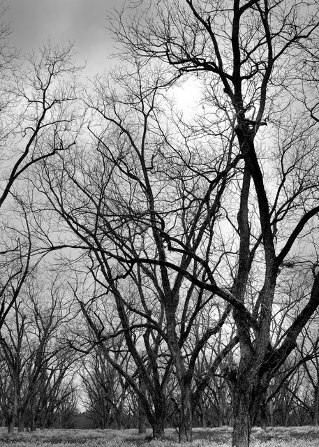 Trees  48 Photography Art | Sandy Adams Outdoorvizions Photography