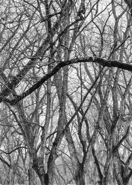 Trees  49 Photography Art | Sandy Adams Outdoorvizions Photography