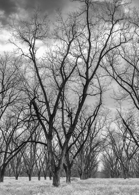 Trees  52 Photography Art | Sandy Adams Outdoorvizions Photography