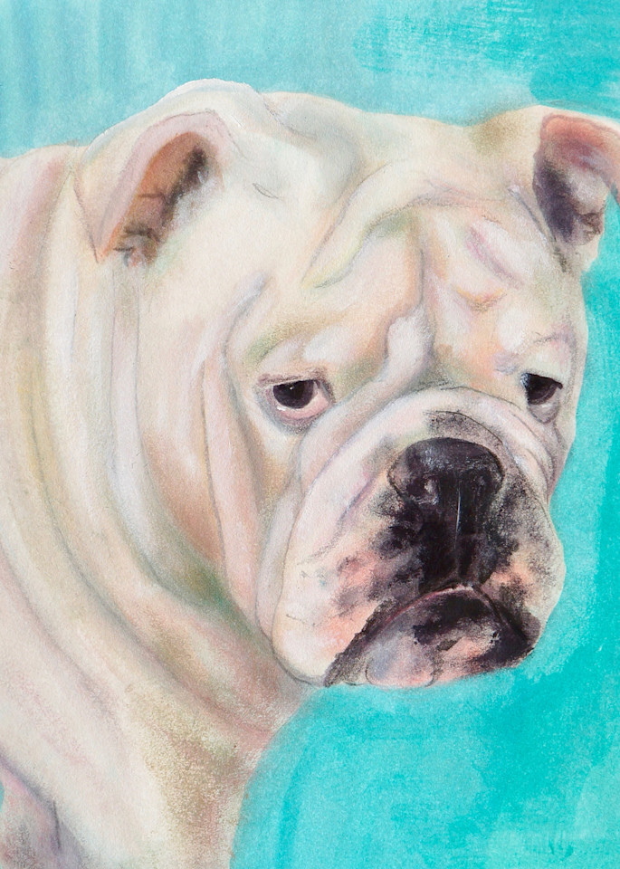 White Bulldog -  Fine Art Prints on Canvas, Paper, Metal & More by Irina Malkmus
