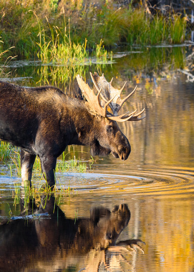 1810 Autum Reflection Moose
