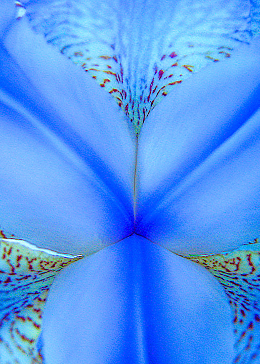 Blue Iris Art | alexanderblackphotography