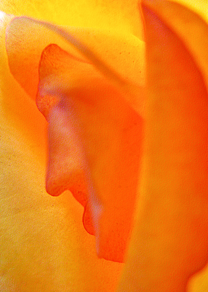 Face In The Rose 2 Art | alexanderblackphotography