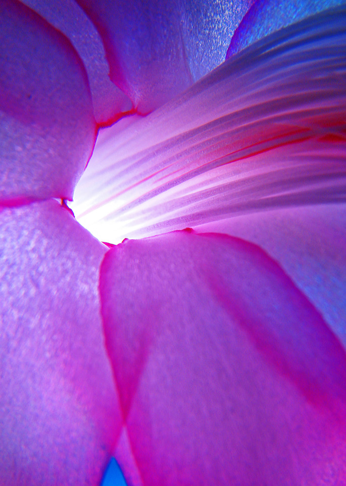 Optic Flower Art | alexanderblackphotography