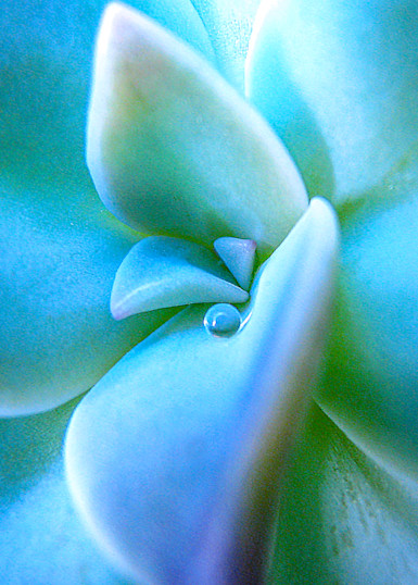 Succulent Dew Art | alexanderblackphotography