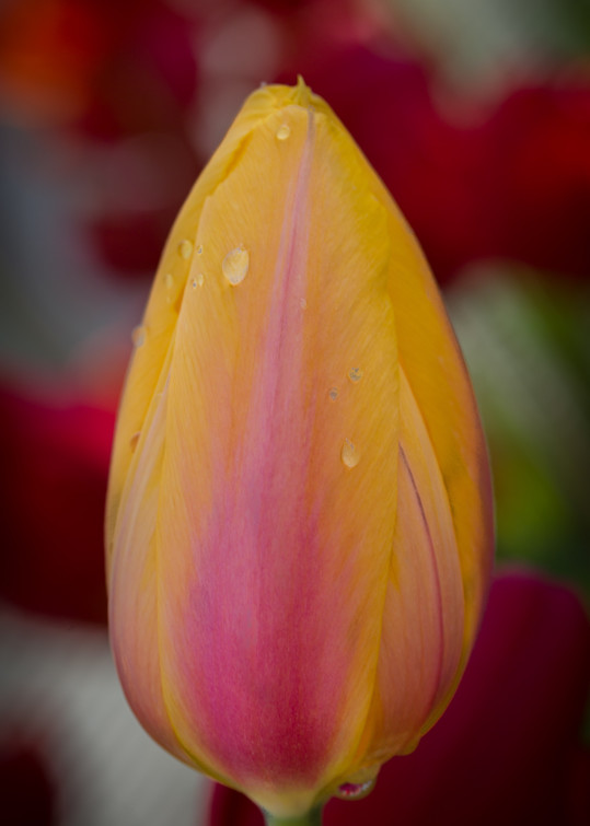 Dew Drop on the Yellow Fine Art Photograph