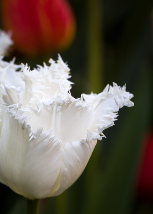 Fluffy White Flower Fine Art Photograph
