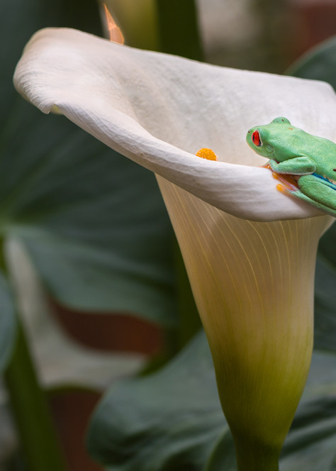 Frog on a Flower Fine Art Photograph