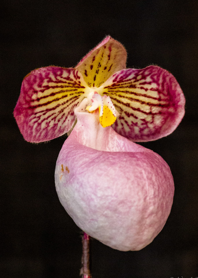 Lady's Slipper Orchid Pink Fine Art Photograph