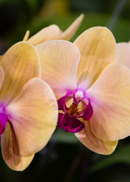 Orchid Triplets Fine Art Photograph