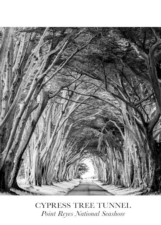 Cypress Tree Tunnel, Point Reyes National Seashore Photography Art | Robert B. Decker - Fine Art | Photography