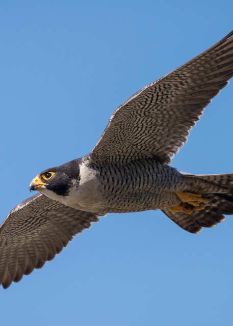 Peregrine Falcon in Flight, La Jolla, California