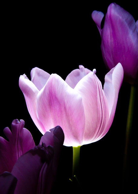 Steve Woodford, purple flower, photo, Enlightened One
