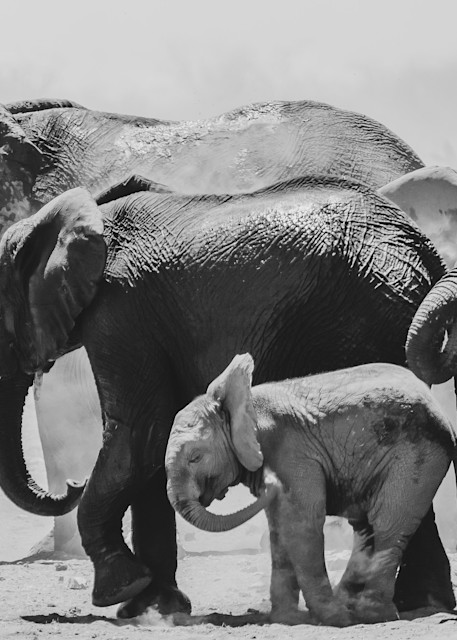 Steve Woodford, photo, Namibia, Africa, Elephant Act