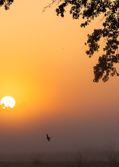 Steve Woodford, sunset, photo, Morning Red Tail, bird