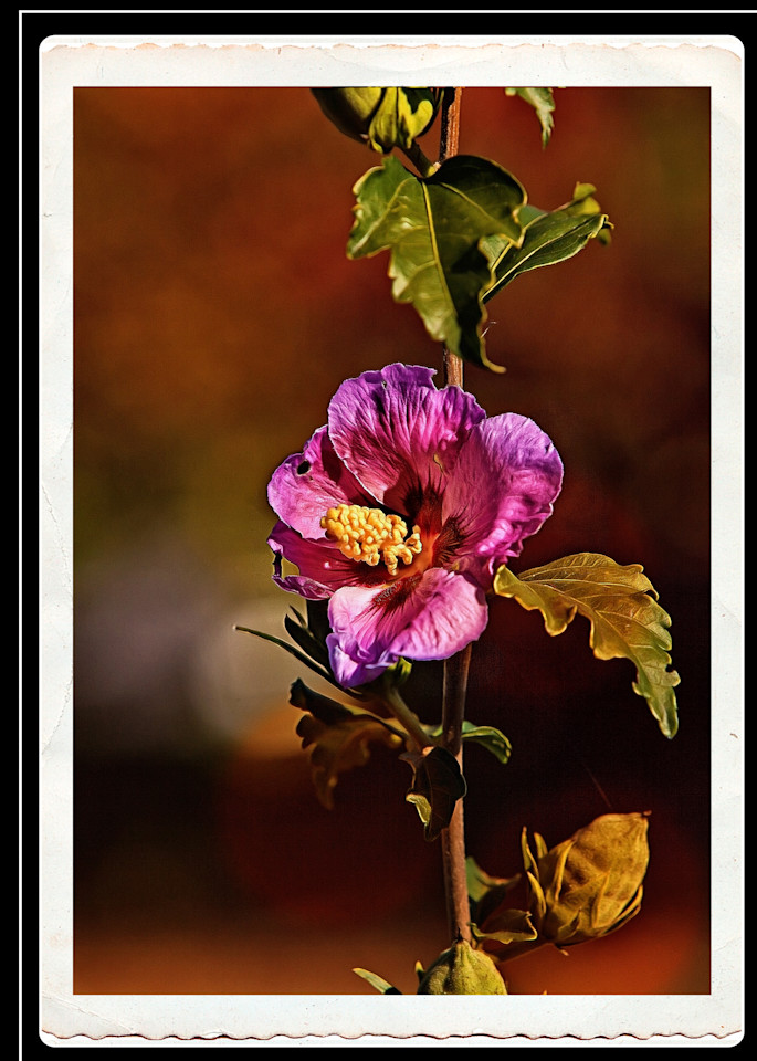 Flowered Vine Art | Peter J Schnabel Photography LLC