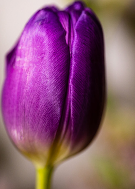 Essence Of Purple  Art | Peter J Schnabel Photography LLC