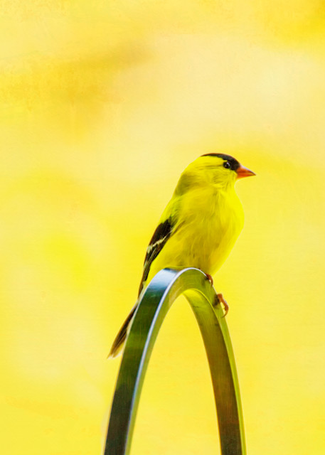 I Love Yellow Art | Peter J Schnabel Photography LLC