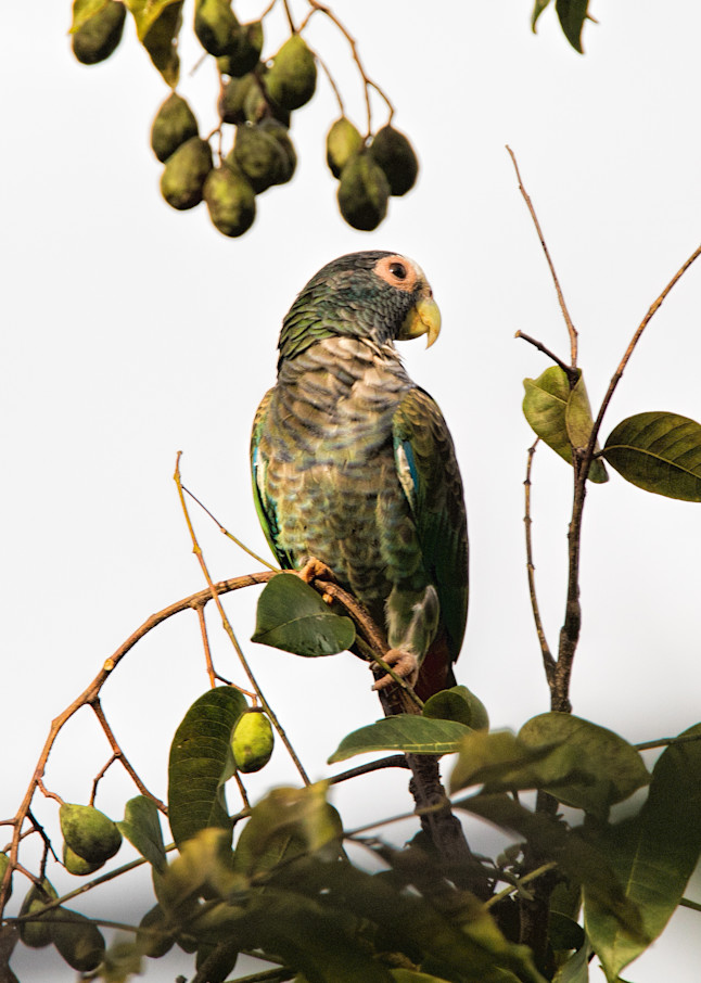 The Parrot Art | Peter J Schnabel Photography LLC