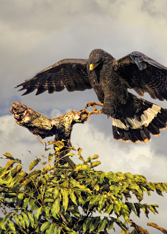 Great Black Hawk Art | Peter J Schnabel Photography LLC