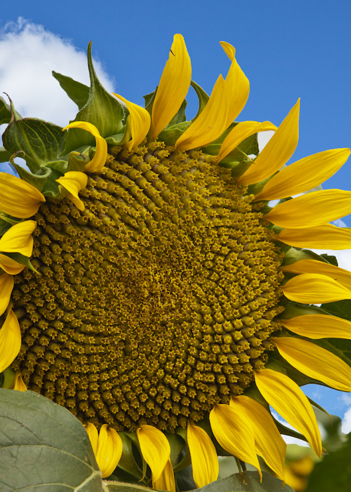This giant sunflower stood out in a field of hundreds. 