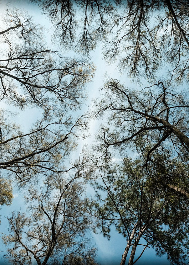 Tree Canopy Photography Art | David Frank Photography