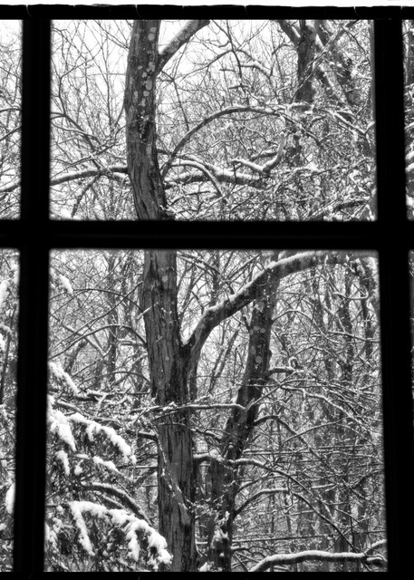 Winter Under Glass Photography Art | David Frank Photography